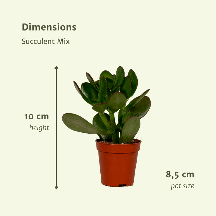 Vetplanten Mix - ↕10 cm - Ø8,5cm - 9x