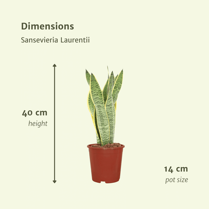 Sansevieria Laurentii - Vrouwentong - ↕40cm - Ø14cm - 2x