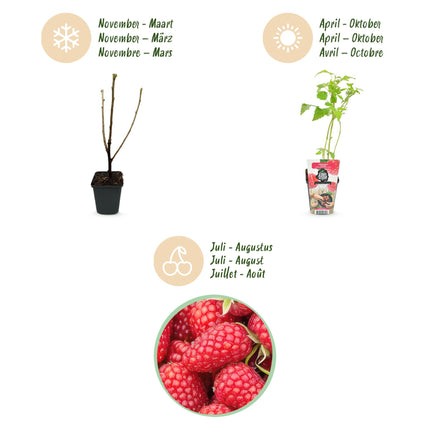 Raspberry - Rubus idaeus Heritage - Red Raspberry - Ø9cm - 6x