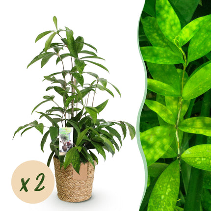 Dracaena surculosa – Drachenbaum – mit Korb – ↕60–70 cm – Ø17 cm – 2 Stück