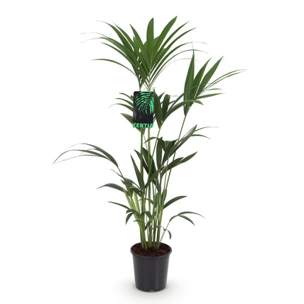 Howea Forsteriana - Kentia Palm - ↕120-130cm - Ø21cm