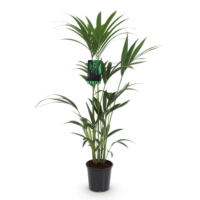 Howea Forsteriana - Kentia-palme - ↕120-130cm - Ø21cm