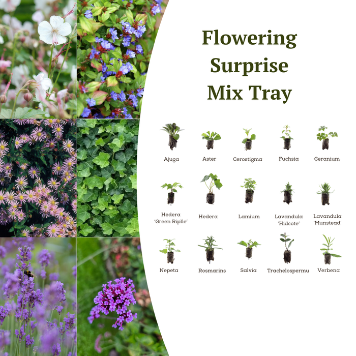 Mix Tray – 12 Pluggen | Laat je Verrassen door een Kleurrijke Plantenmix!