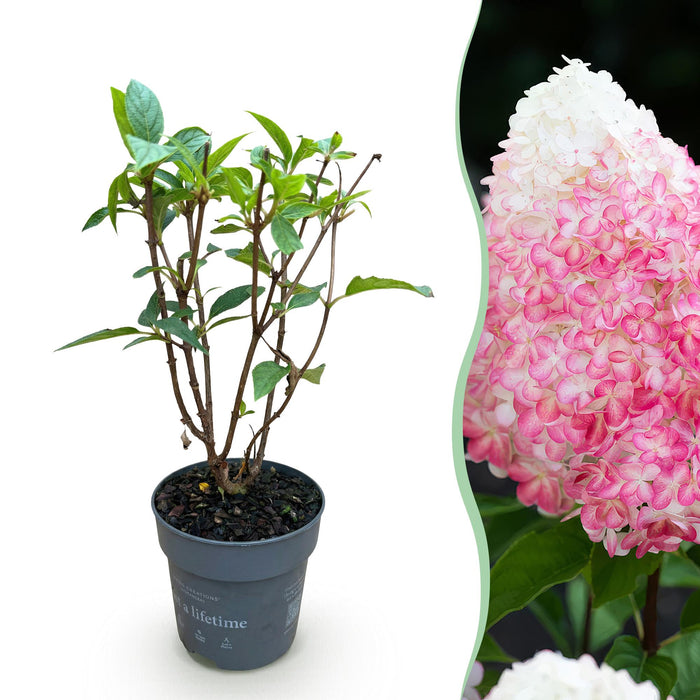 Hydrangea panniculata Living Pink & Rose - Pluimhortensia - Winterhard - Roze - 1 Plant - Pot 12cm - Hoogte Hoogte 20-30cm