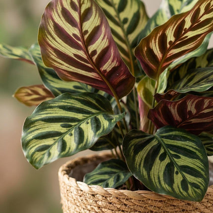 Calathea Makoyana - Pfauenpflanze - mit Korb - ↕70cm - Ø19cm