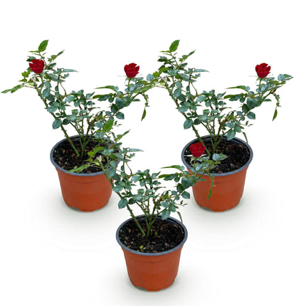 Rosa Rote The Fairy - Rosa - Resistente - Rossa - 3 Piante - Vaso da 12 cm - Altezza 20-25 cm