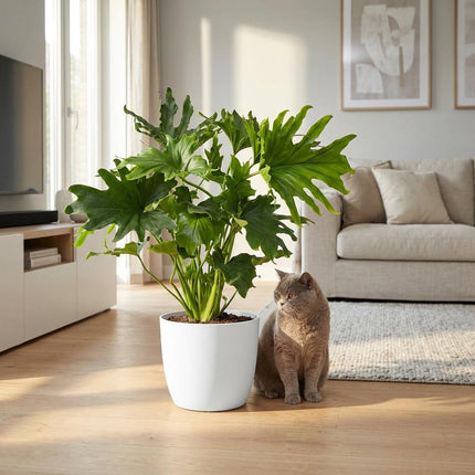 Philodendron Lickety split - met witte pot - ↕70cm - Ø19cm