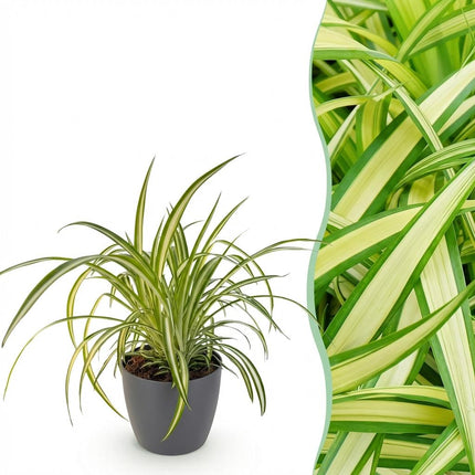 Chlorophytum comosum Variegatum - Giglio erba variegato - con vaso grigio - ↕20cm - Ø12cm