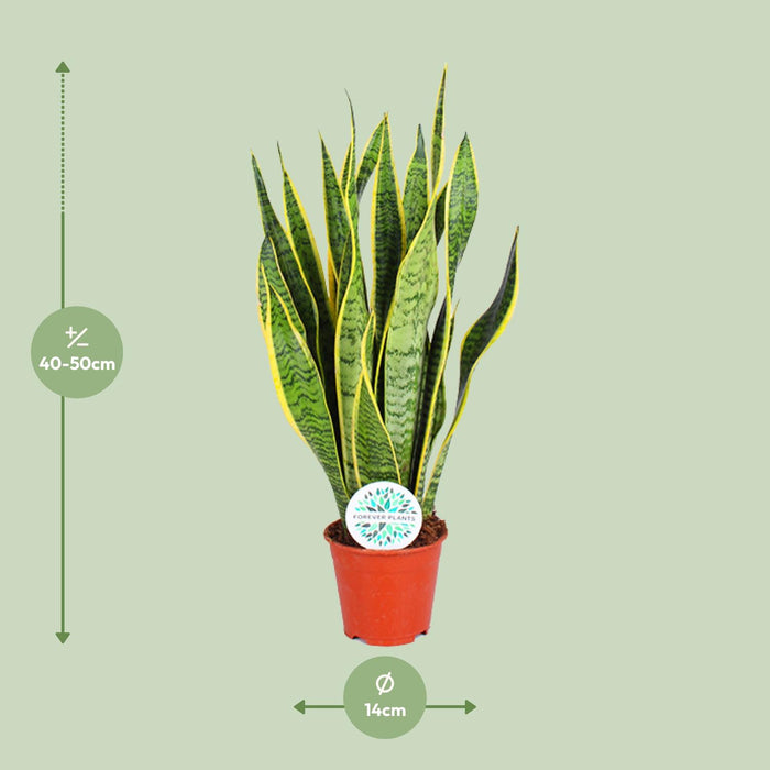 Sansevieria Trifasciata Laurentii - Vrouwentong - ↕50cm - Ø14cm