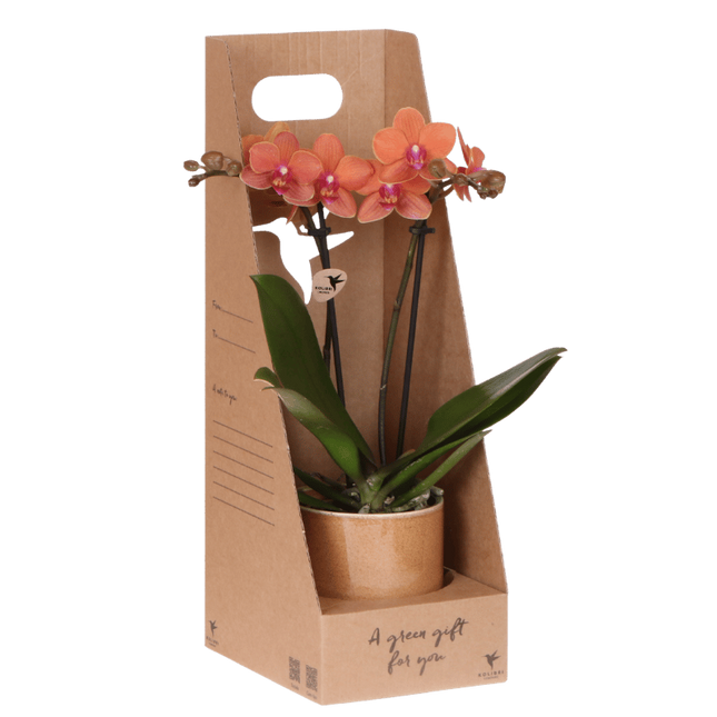 Kolibri Orchids | Oranje Bolzano orchidee cadeauset - incl. giftbox, orchidee & sierpot - Ø9cm