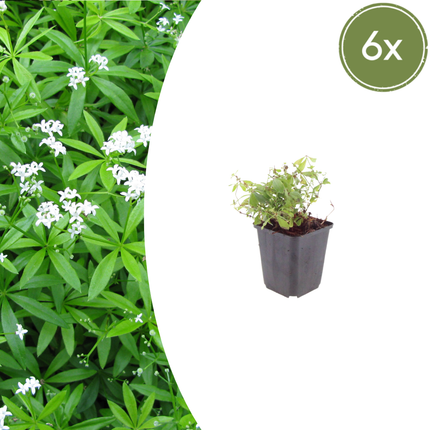 Galium odoratum - Asperula dolce - ↕10-25cm - Ø9cm - 6x