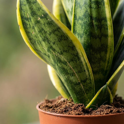 Sansevieria Future Superb - Vrouwentong - met Mand - Pot 12cm - Hoogte 35cm