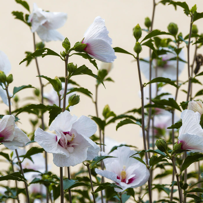 Tuinplant - Hibiscus syriacus Starburst Chiffon® - Plant op stam - Terras Plant - Bladverliezend - Weinig Onderhoud - Pot 19cm Hoogte 90cm
