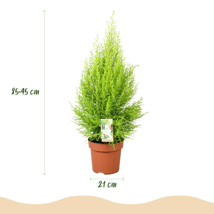 Cupressus Gold Crest Wilma - Indoor conifer - ↕85-95cm - Ø21cm