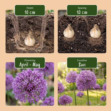 640x Løg Have Allium - Blomsterløg - Prydløg - Diverse - Sommerblomstrende - Løgstørrelse 10/12