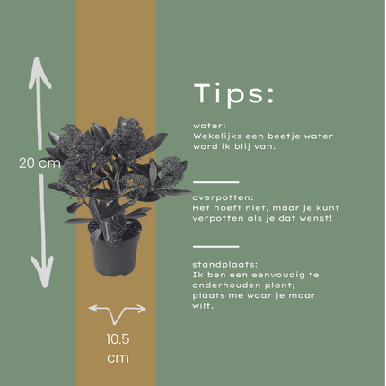 Skimmia 'Rubella' – ↕20-25 cm - Ø10.5 cm - 3x