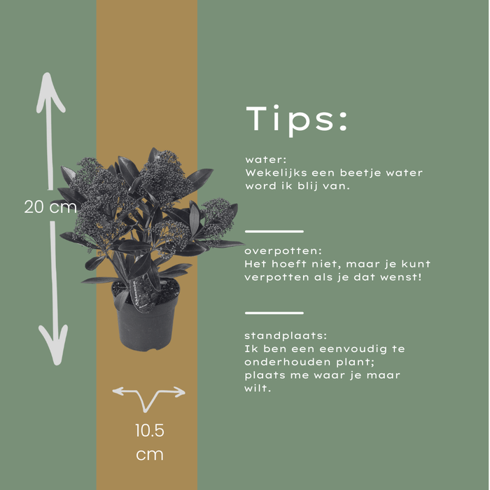 Skimmia 'Rubella' – ↕20-25 cm - Ø10,5 cm - 3x