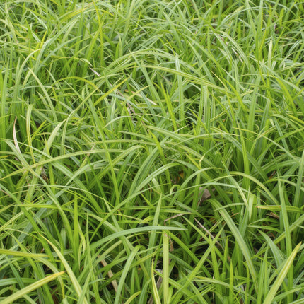 Carex morrowii 'Irish Green' - Zegge - ↕10-25cm - Ø9cm - 48x