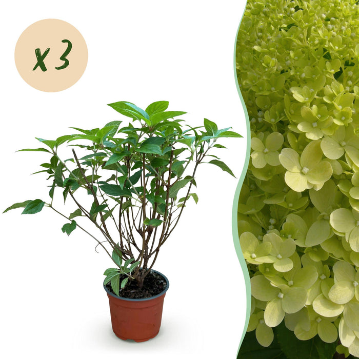 Hydrangea panniculata Limelight - Pluimhortensia - Winterhard - Lime Groen - 3 Planten - Pot 12cm - Hoogte Hoogte 20-30cm