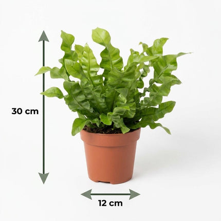 Asplenium Crispy Wave - Asplenium Crispy Wave - Pot 12cm - Hoogte - 30cm