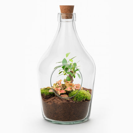 Terrarium ouvert John - Bonsaï et citron vert rubis - ↕30 cm