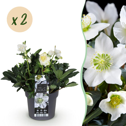 Kerstroos - Helleborus Christmas Carol  - Witte Bloem - ↕35cm - Ø17cm - 2x