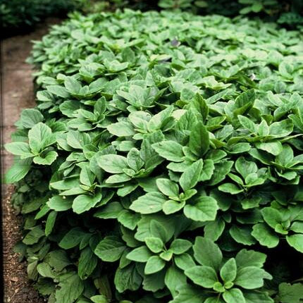 Pachysandra terminalis - ↕10-25cm - Ø9cm - 48x