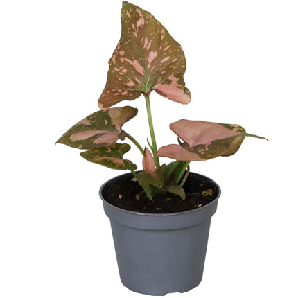 Syngonium Pink Splash - Roze spatplant - Groen - Roze - Tropisch - Ø6cm - ↕10cm