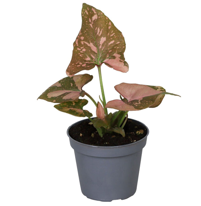 Syngonium Pink Splash - Rosa pilspetsranka - Grön - Rosa - Tropisk - Ø6cm - ↕10cm