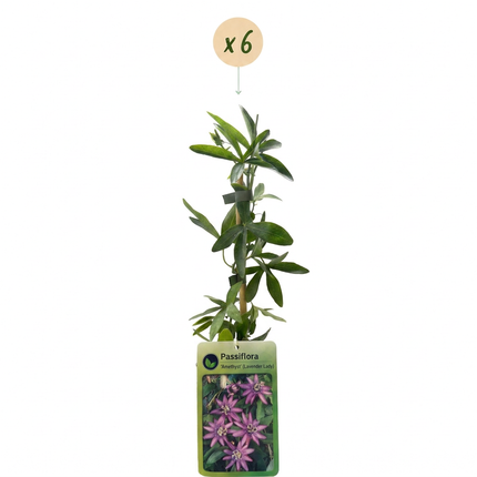 Passiflora Lavendel Dame - Passiflora Lavender Lady 6x - Paars - Klimplant - Ø9cm - ↕35cm