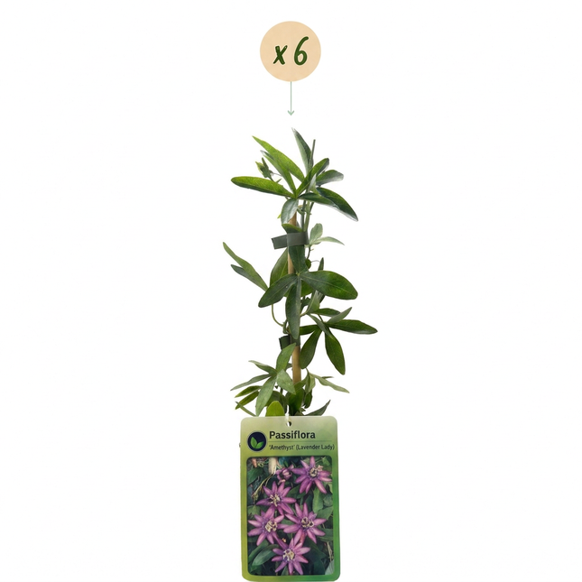 Passiflora Lavendel Dame - Passiflora Lavender Lady 6x - Paars - Klimplant - Ø9cm - ↕35cm