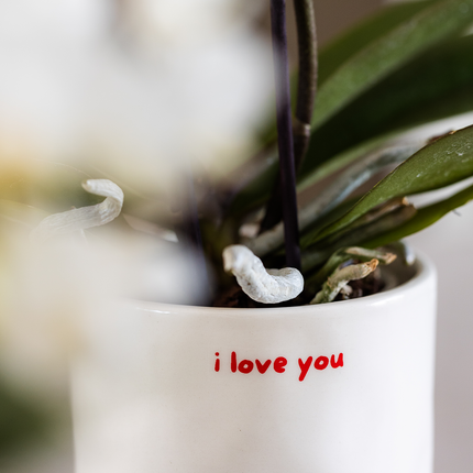 Kolibri Orchids | Coffret cadeau "Love you" | Orchidée Phalaenopsis rouge Congo et plante verte dans des pots décoratifs love sur plateau Cloud
