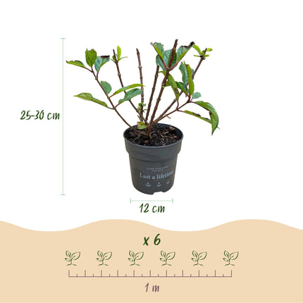 Hydrangea panniculata Living Little Rosy - Ortensia a pennacchio - Rosa - ↕20-30cm - Ø12cm - 3x