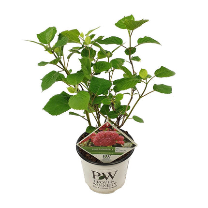 Hydrangea Arborescens 'Pink Annabelle' - Hortensia - ↕30cm - Ø19cm