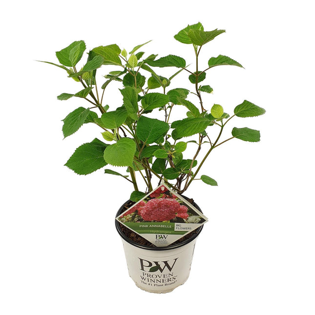 Hydrangea Arborescens 'Pink Annabelle' - Hortensia - ↕30cm - Ø19cm