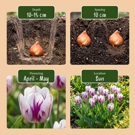 30x Tulipa Flaming Flag - Bloembollen - Tulp Vlammende Vlag - Wit en Paars - Voorjaarsbloeier - Bolmaat 11/12