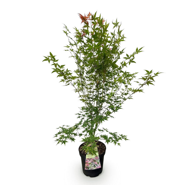 Acer palmatum Phoenix - Japanse Esdoorn - Groen - Rood - ↕90cm - Ø26cm