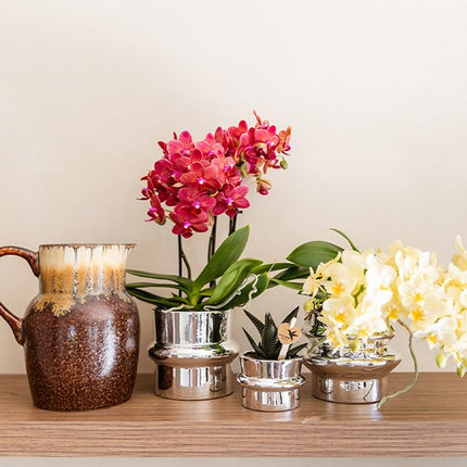 Kolibri Orchids | Gele Phalaenopsis orchidee - Botanic Geel - bloeiende kamerplant - vers van de kweker - Ø9cm
