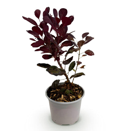 Cotinus coggygria Lilla - Røget Træ - Lilla - ↕35cm - Ø12cm