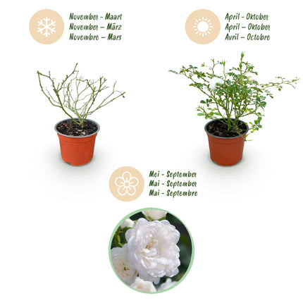 Rosa White Fairy - Roos - Winterhard - Wit - 1 Plant - Pot 12cm - Hoogte Hoogte 20-25cm
