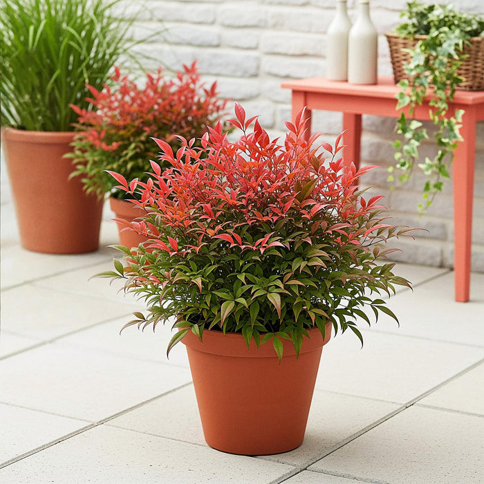 Nandina Obsessed - Rood - 1 Plant - Groenblijvend - Weinig Onderhoud - Pot 17cm Hoogte 45cm