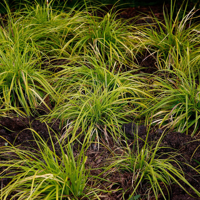 Siergrassen -  Carex oshimensis Everillo - Geel - 4 Planten - Bladhoudend - Weinig Onderhoud - Pot 17cm Hoogte 50cm