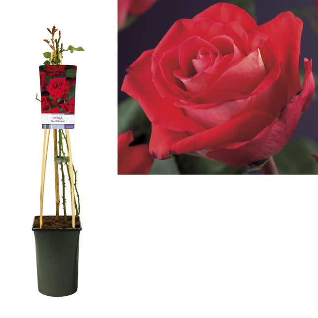 Rosa 'Red Climber' +light Label - ↕75cm - Ø17cm