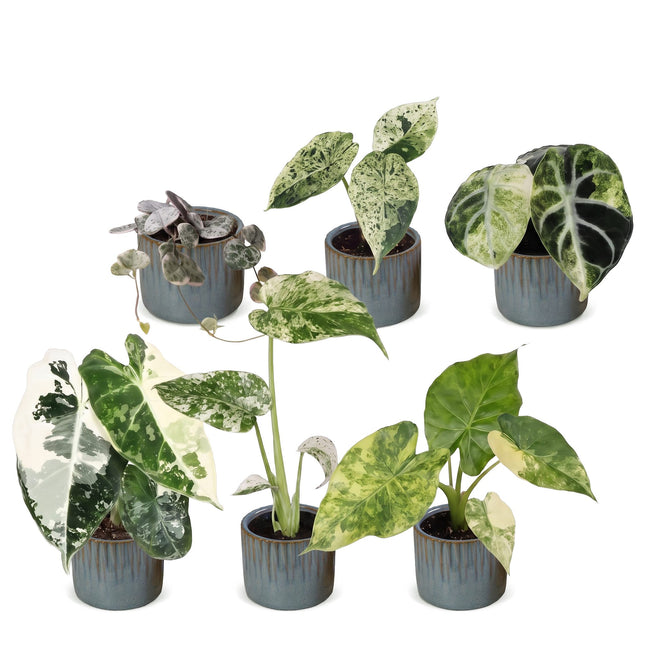 Baby Planten Variegata Mix - Diversen 6x - Tropisch - incl. Linnea Misty Blue - Ø6cm - ↕10-15cm