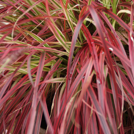 Uncinia Rubra Everflame – Rote Segge – 2x – ↕50cm – Ø17cm