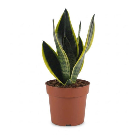 Sansevieria Future Superb - Vrouwentong - Pot 12cm - Hoogte - 35cm