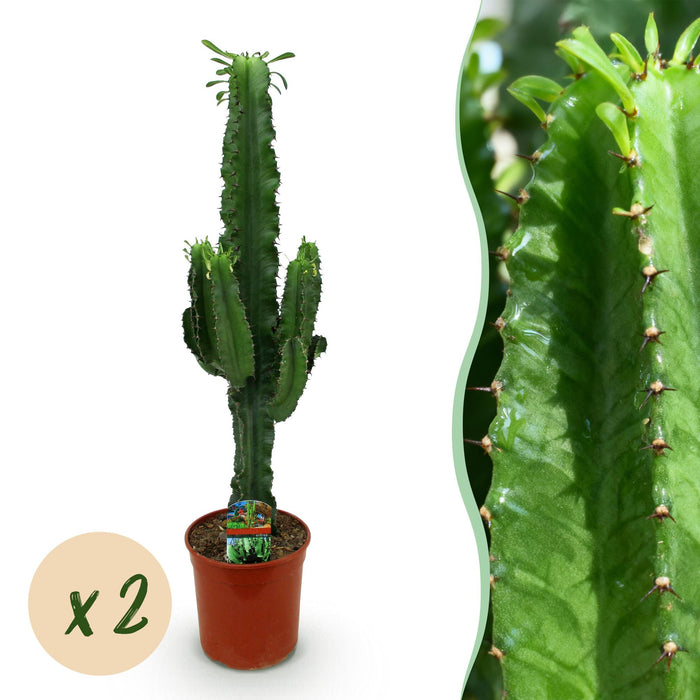 Euphorbia Eritrea - Afrikaanse melkboom - 2x - ↕70cm - Ø19cm