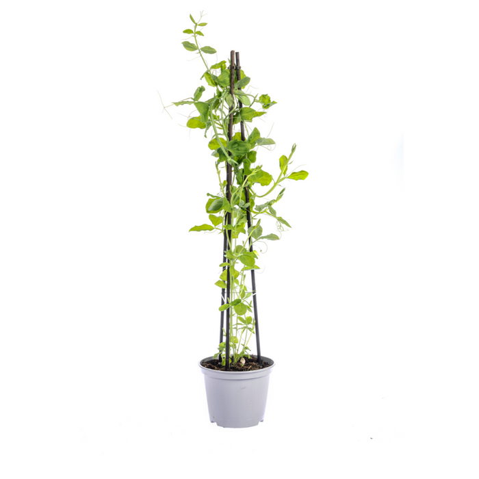 Klimplanten Mix - Rhodochiton, Cobea, Lathyrus & Ipomoea - ↕60cm - Ø13cm - 4x
