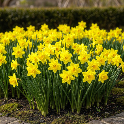 Bulbes de narcisses Tête-à-Tête - Jaune - 25 bulbes - Calibre 10/11 - Paquet XXL