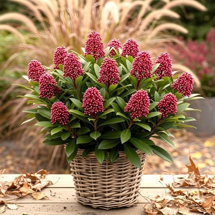 Skimmia Japonica Rubella - Bloem Rood - 40+ Bloemen - ↕60cm - Ø19cm - 2x